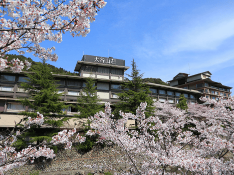 春は満開の桜に包まれます。