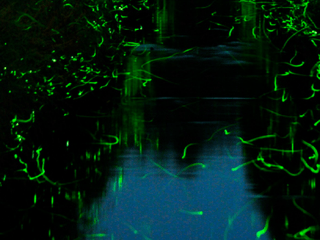 音信川のゲンジ蛍:初夏限定の幻想的な夜をお愉しみくださいませ。