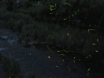 音信川のゲンジ蛍：大谷山荘撮影