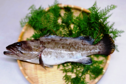 長崎県産【森で育った高級魚クエ】