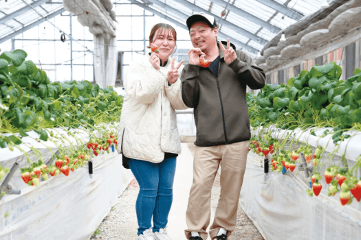 いちご狩り体験付きプラン