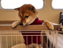 お部屋でワンちゃんといっしょ。