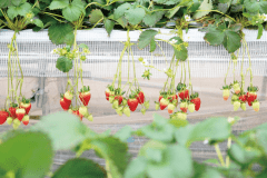 いちご狩り体験付きプラン