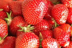 贅沢いちご食べ放題！いちご狩り月プラン新登場