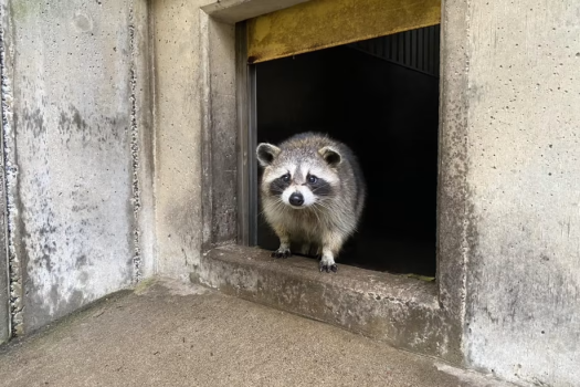弥生いこいの広場[動物広場]