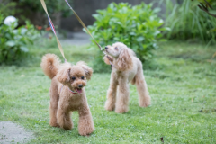 中庭にてワンちゃんとお散歩 中庭にてワンちゃんとお散歩