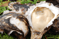 【伊勢志摩の波音　海楼（かいろう）】初夏から夏が旬の&ldquo;岩牡蠣（イワガキ）&rdquo;をお付けいたします♪（※画像はイメージです）