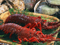 近海で獲れたプリップリの伊勢海老