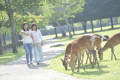 身近で鹿とふれあえる奈良公園☆