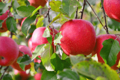 秋の味覚りんご♪