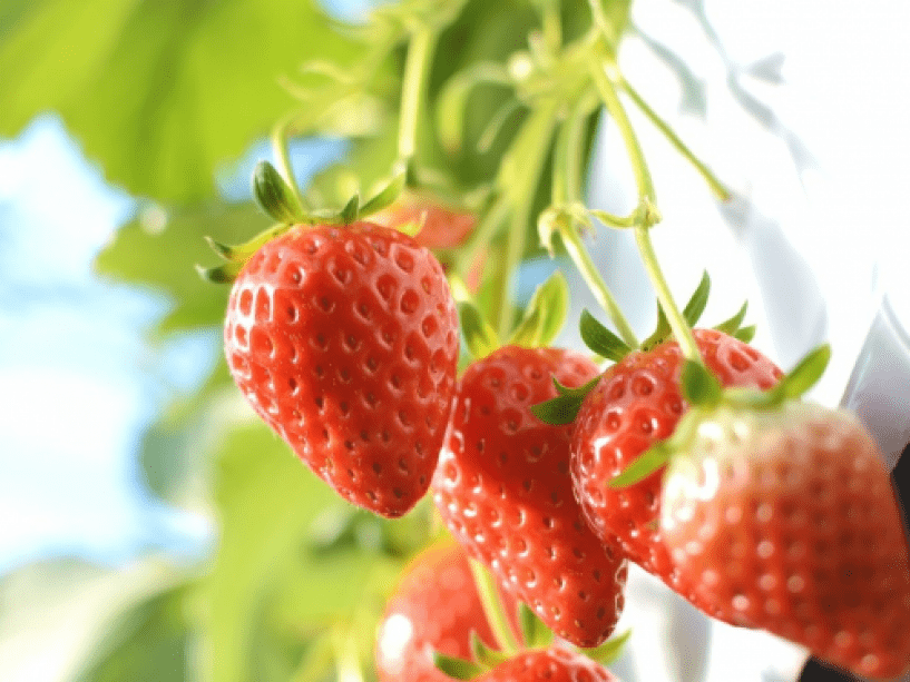 【期間限定・いちご狩り】あまぁ～いいちご狩り30分付き！当館人気のビュッフェ+飲み放題プラン