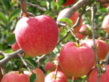 【りんご狩体験付】 ビュッフェ&飲み放題付 【りんご狩体験付】 ビュッフェ&飲み放題付