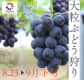 期間限定プラン　大粒ぶどう狩り
フルーツランドモギトーレで実施となります！