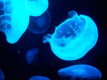 自然とふれあう！京都水族館入場券付き　宿泊プラン