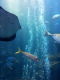 自然とふれあう！京都水族館入場券付き　宿泊プラン