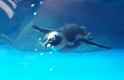 自然とふれあう！京都水族館入場券付き　宿泊プラン