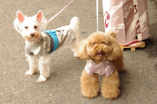★愛犬と一緒に楽しむ(^^♪温泉旅行＆調理長自慢のお料理ぽっかぽかプラン