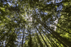 ドックフリーサイト_M type(ヒノキ林の木陰・わんちゃんのびのびフェンス付)