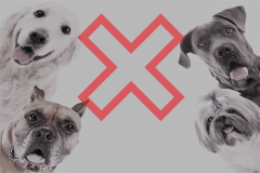 ペットの同伴は不可