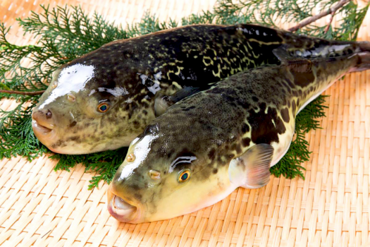 高級食材トラフグ