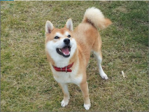 【日帰り利用】【ペットOK】　デイユース