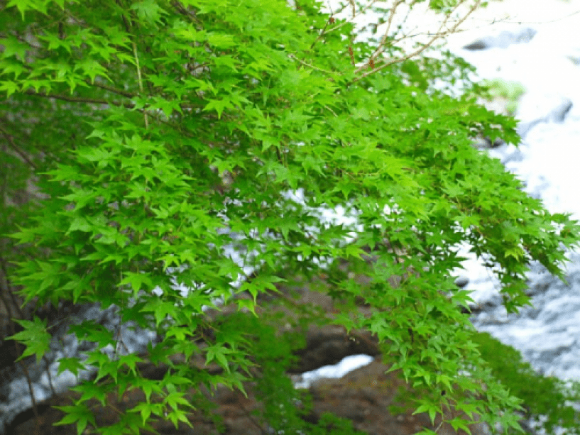 ≪5/31まで期間限定≫自慢の会席に地酒付き【新緑まんきつ♪軽め創作会席プラン】見つけたらラッキー！