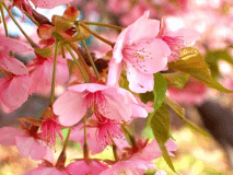 ≪軽め会席＆桜スィーツ≫春一番！あったかお花見へ【軽め桜会席と桜スィーツ★桜まんきつお花見プラン】