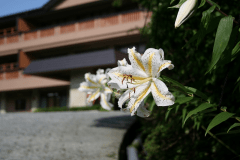 【じいじばあばと一緒】隣部屋確約、貸切風呂セットプラン