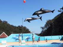 下田海中水族館　入場券付プラン
