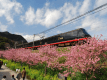 黒船列車と河津桜