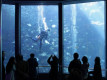 下田海中水族館　入場券付プラン