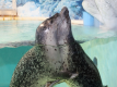 下田海中水族館　入場券付プラン
