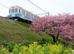 河津桜と伊豆急行線