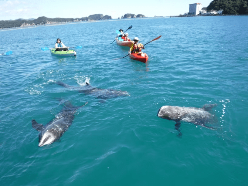 太地町　森浦湾　くじらの海　シーカヤック