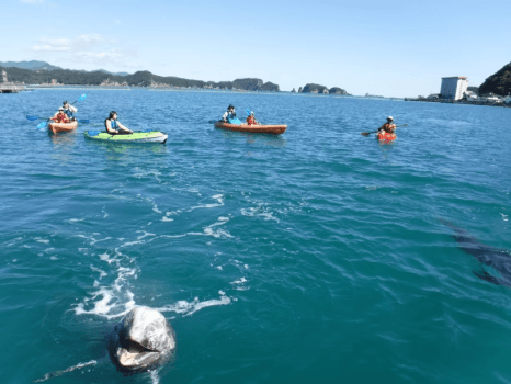 太地町　森浦湾　くじらの海　シーカヤック