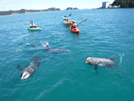 太地町　森浦湾　くじらの海　シーカヤック