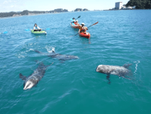 太地町　森浦湾　くじらの海　シーカヤック