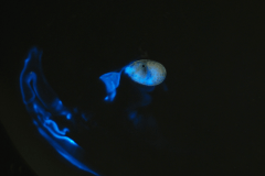 海ホタルイメージ