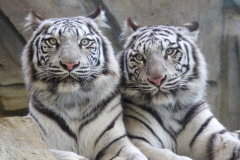 人気のホワイトタイガーも見られます! 人気のホワイトタイガーも見られます!