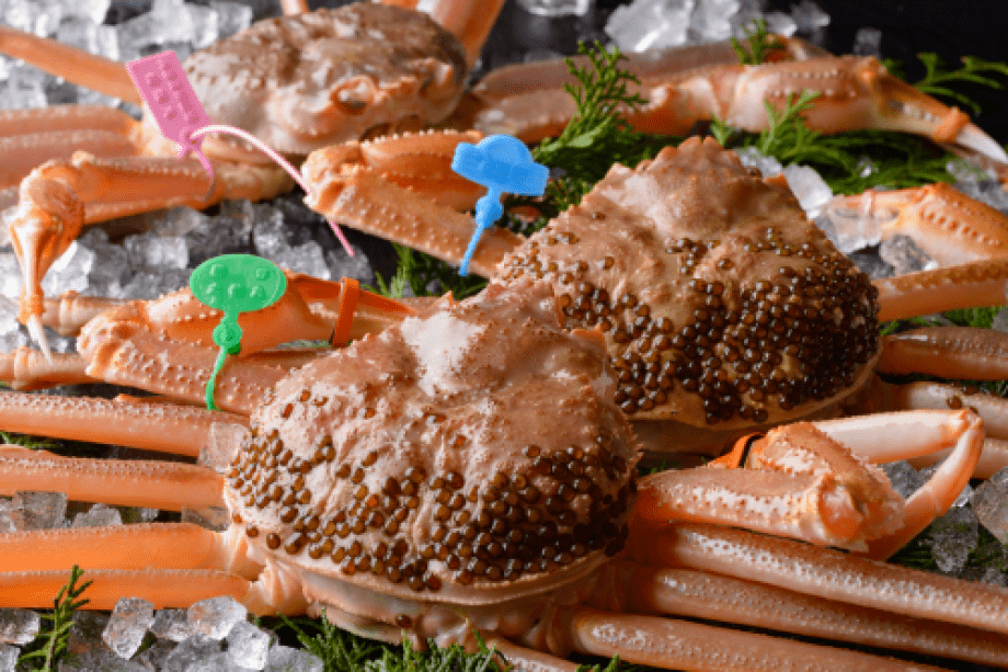 11月6日に解禁される松葉ガニ漁。今ここでしか味わえない至福の時と味を！