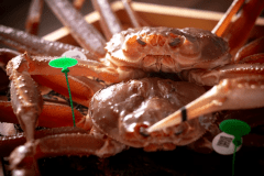 【冬・間人ガニ】この時期にしか味わえない、冬の味覚の王様・間人ガニを堪能。