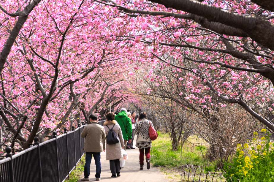 河津桜まつり期間中限定！【1泊2食付】河津桜で一足早い春を満喫♪桜のデザートで春を楽しむコース料理を堪能♪
