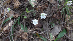 オオミスミソウ