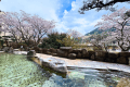 【お花見露天】青空と雲と桜のコントラストが映える4月の露天風呂。名湯と合わせてお楽しみ下さい。