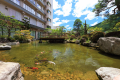 日本庭園の池の鯉たち