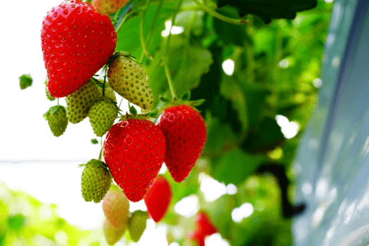 高設栽培により土とイチゴが接触しないので清潔