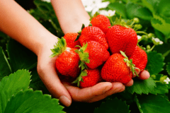 真っ赤に色づいた甘いイチゴ