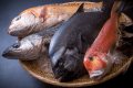 【極上の美食旅】鮨処「黒岬」丹後旬魚おまかせコース｜天然温泉・プライベートヴィラ【1泊2食／ルームチャージ】