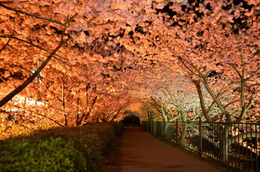 河津桜ライトアップ