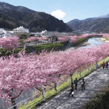 【河津夜桜送迎無料】夜桜ライトアップツアー付きプラン【平日限定】